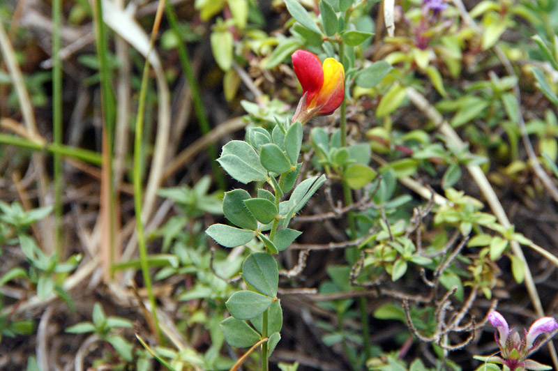 Lotus corniculatus subsp. alpinus / Ginestrino alpino